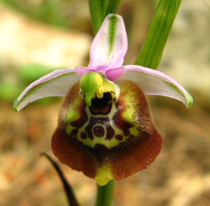 Ophrys Calliantha e Ophrys da determinare